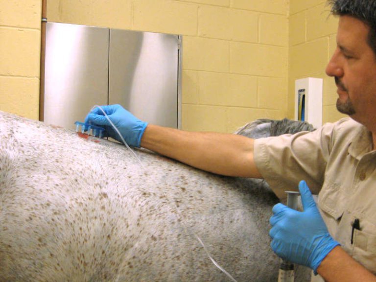 A veterinarian wearing a gloves checking on a horse